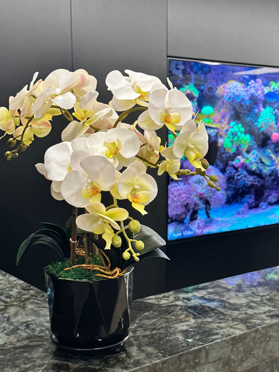 Office Plants Premium Bundle in Fiber Pot New 10pc