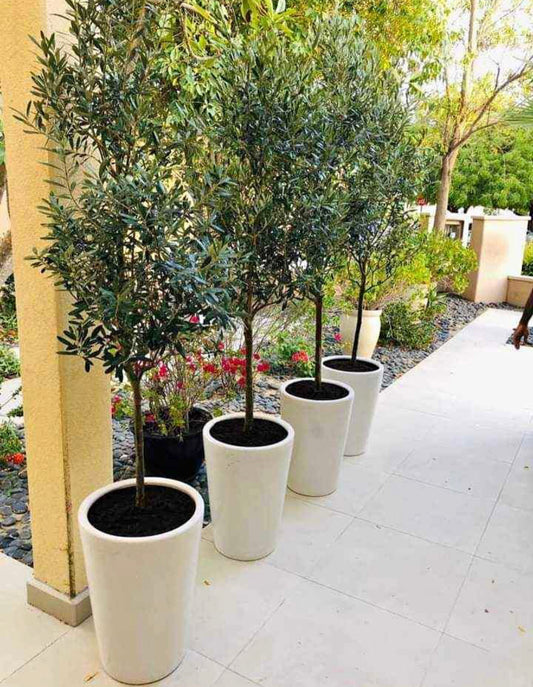 Olive Tree Medium in Long Pot