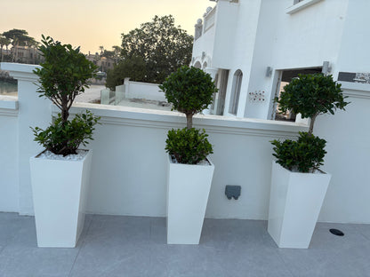 Double Head Ficus in Long Pot