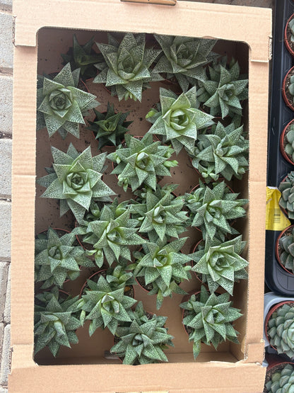 Table Plant Desk Plant Succulent