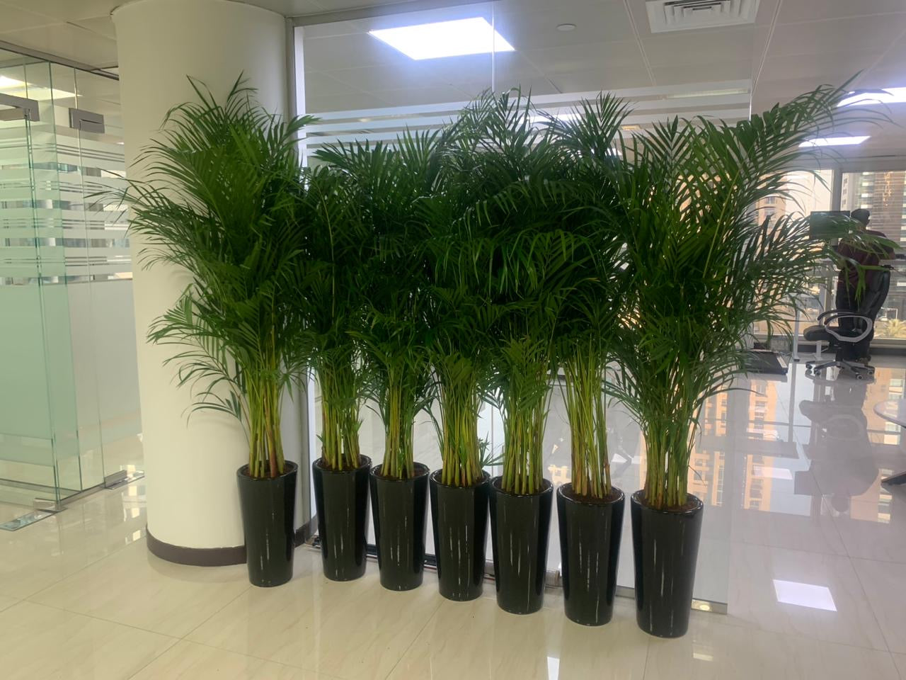Areca Palm  Bundle (7 Pc) Indoor Office Plants Dubai