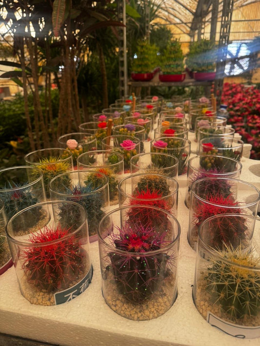 Cactus Special Promo