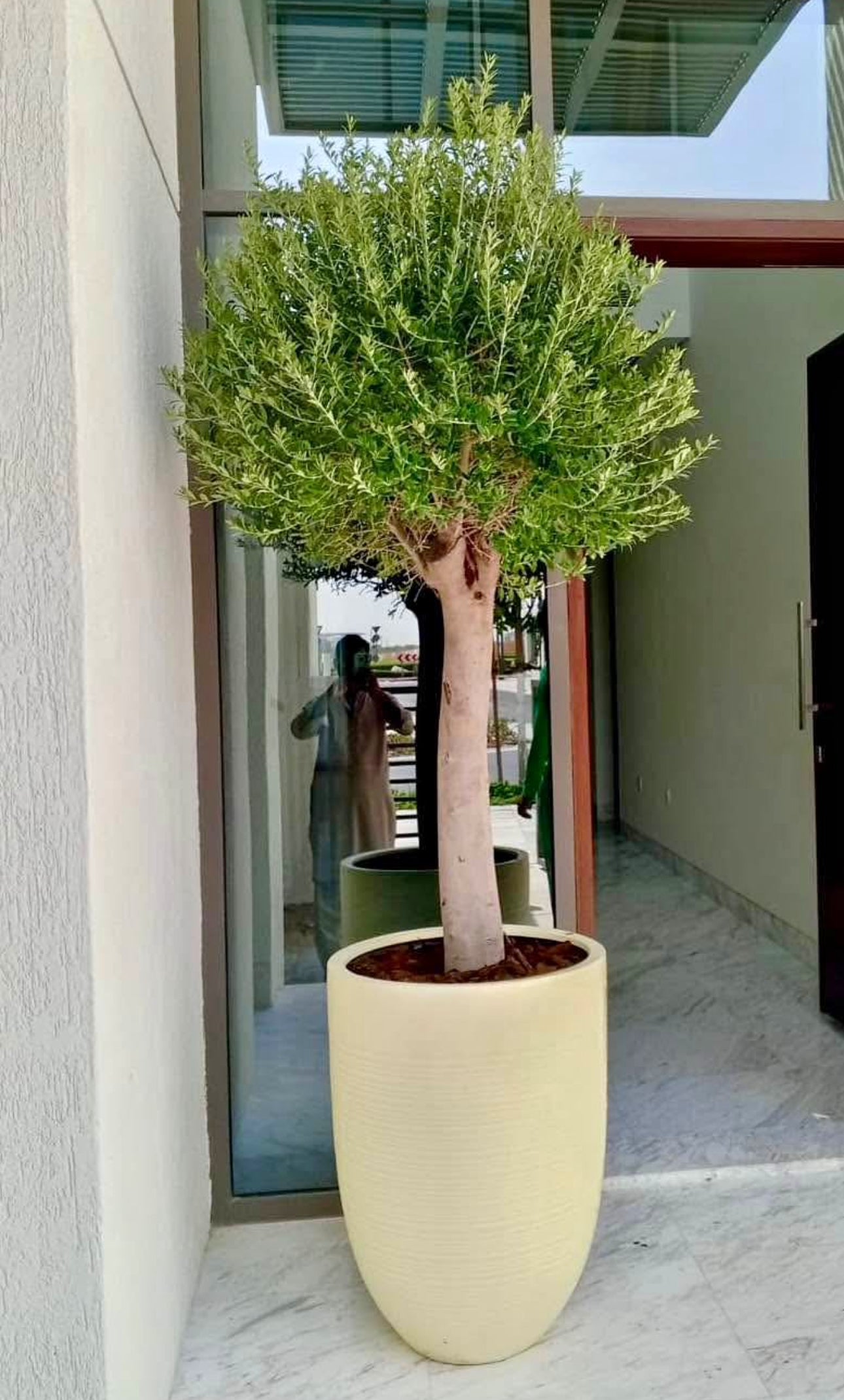 Olive Tree 15 yr old in Beige – wellpottedplants