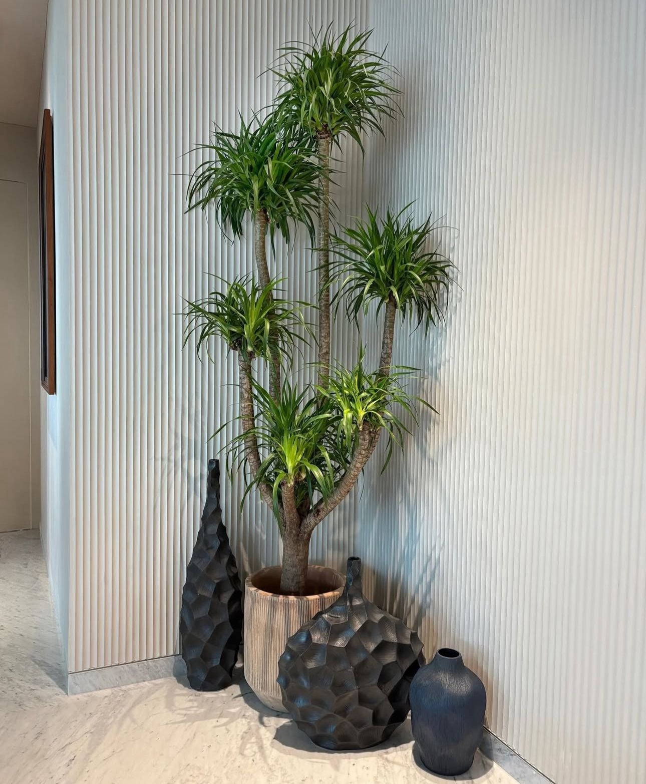 Yucca Multiple Head Large