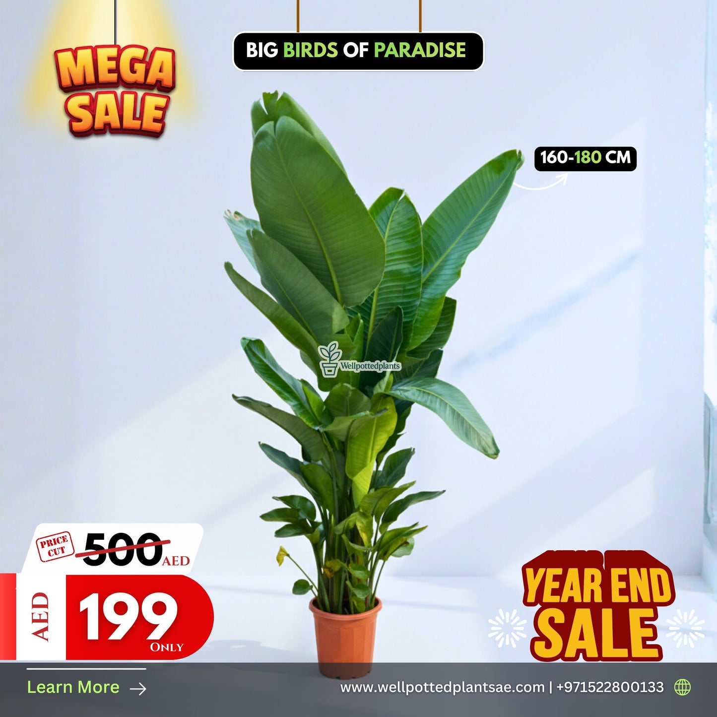 Mega Sale Birds of Paradise Big 150-180cm