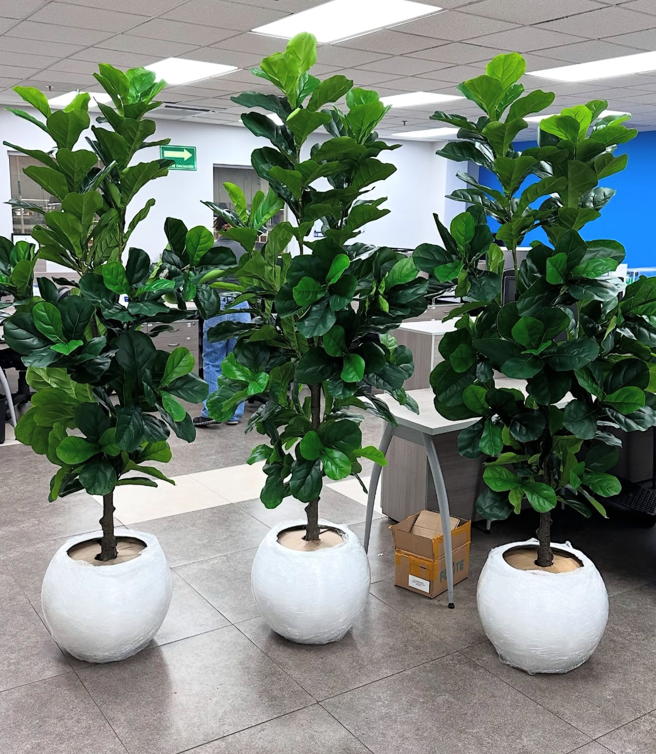 Artificial Fig Fiddle Tree Big in White Fiber Pot 2m