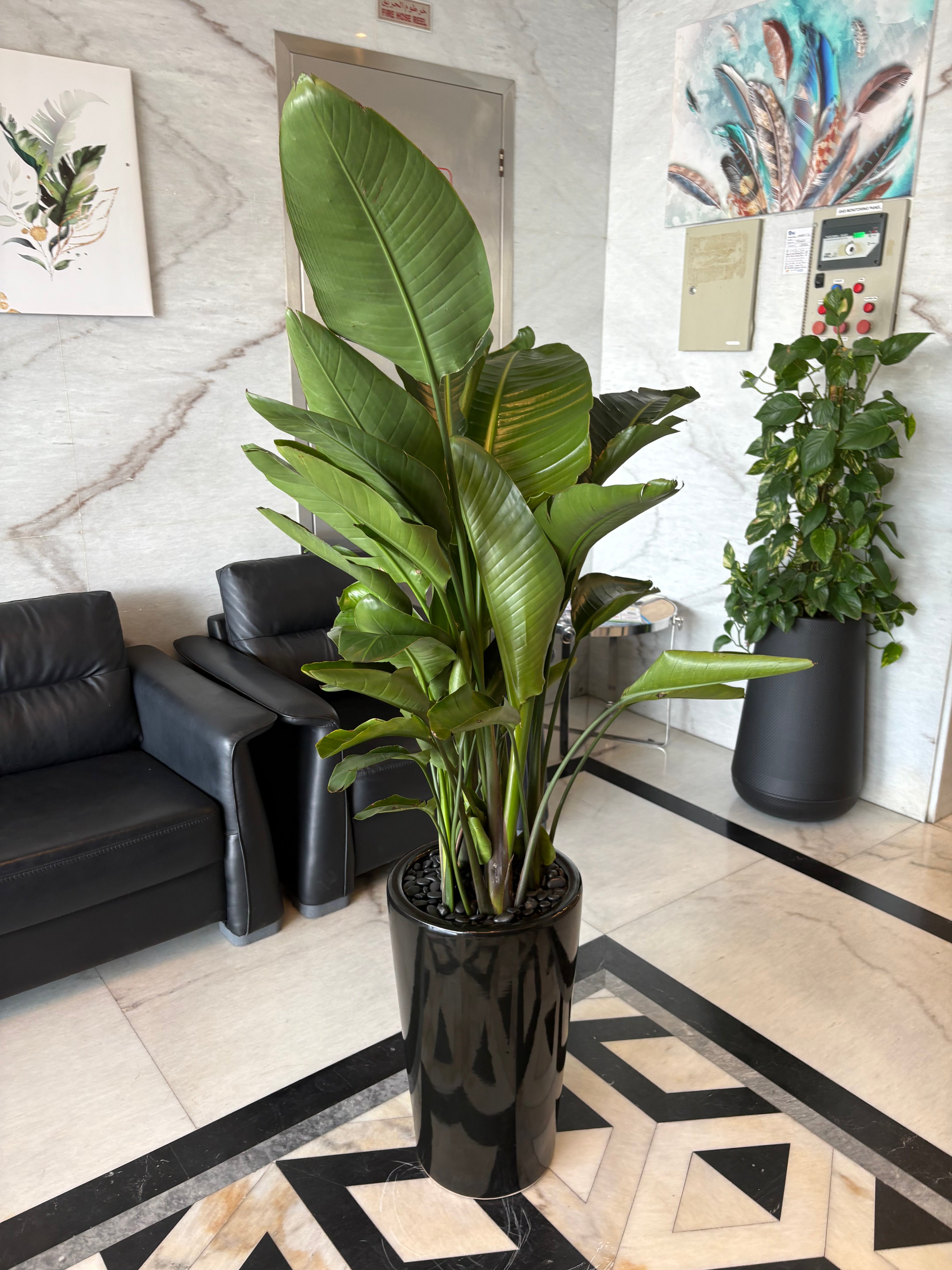 Bird of Paradise PROMO Plants UAE