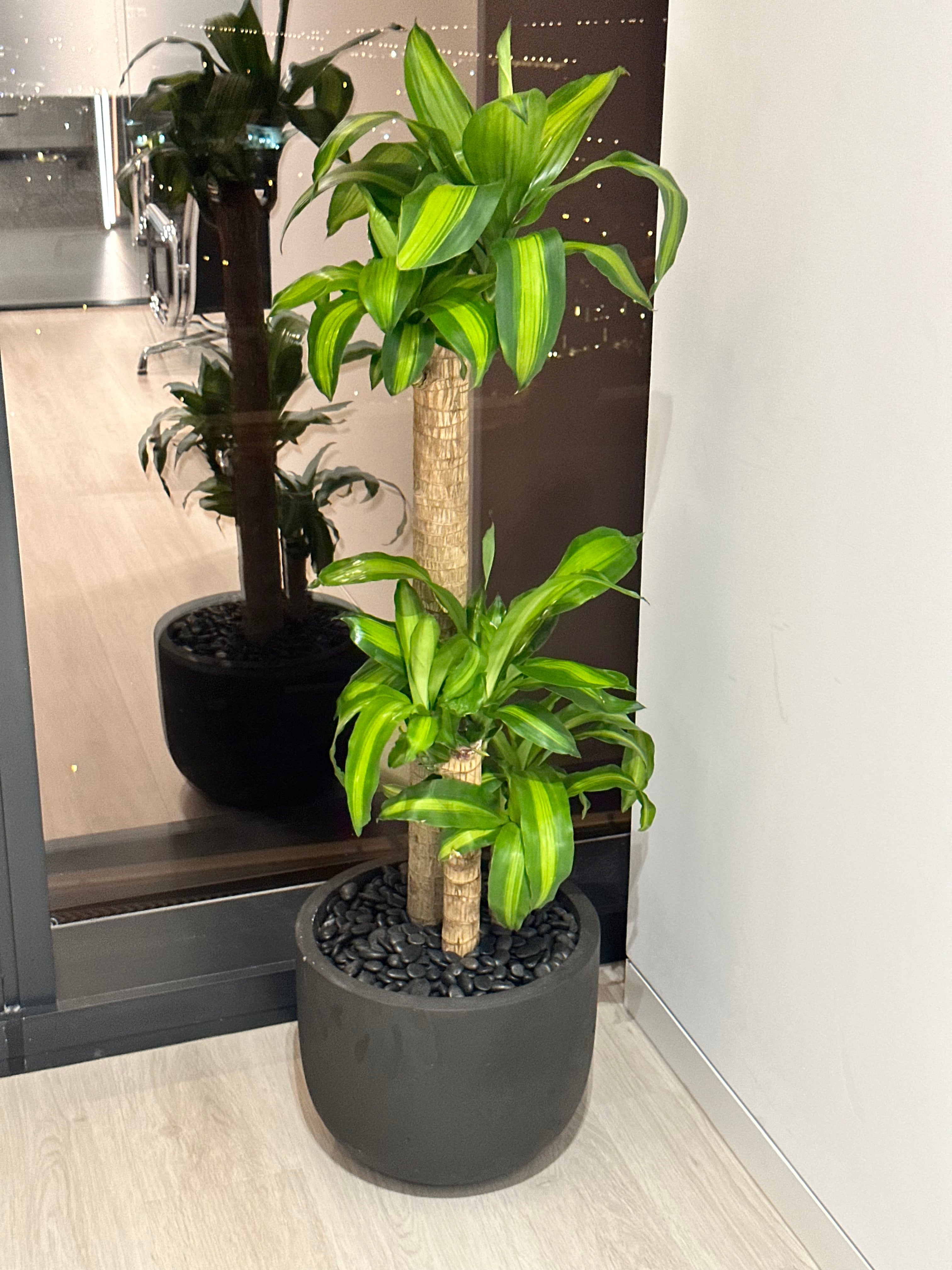 Office Plants Premium Bundle in Fiber Pot New 10pc