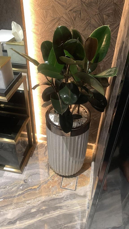 Rubber plant in white and gold pot