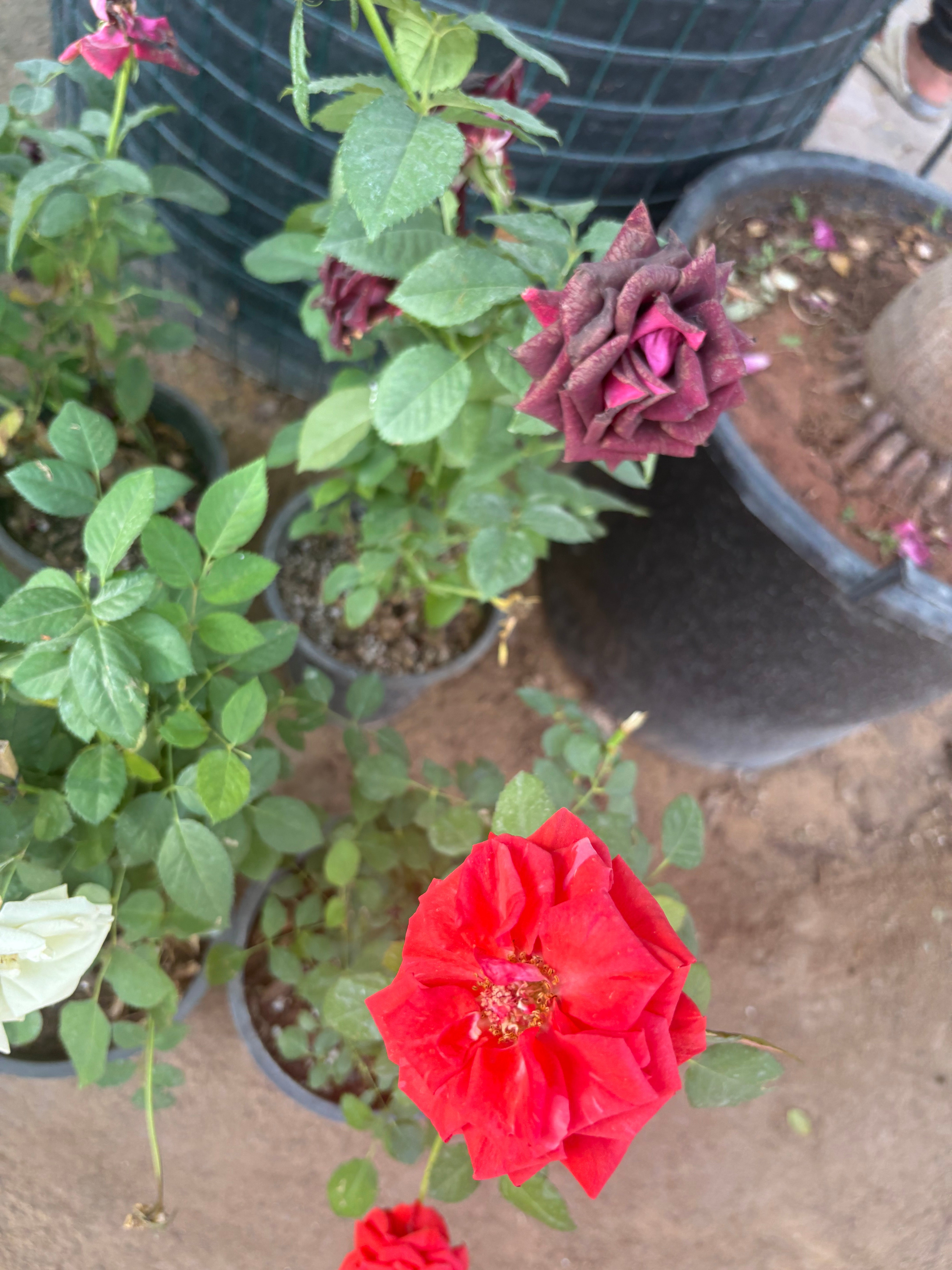 Roses 3pots Bundle Indoor plants UAE