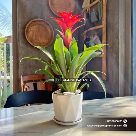 Table Plant Bromelaid