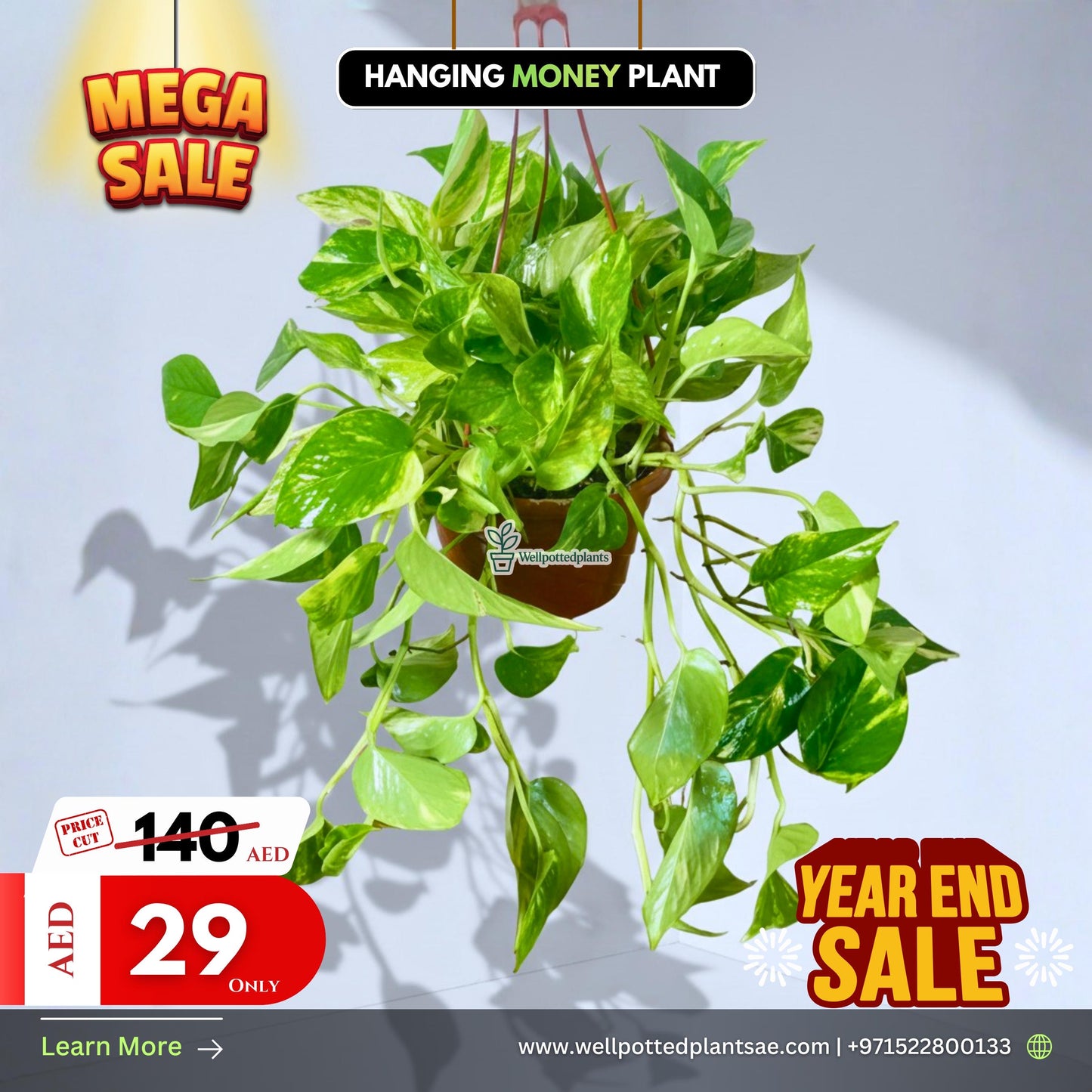 Mega Sale Money Plant Hanging
