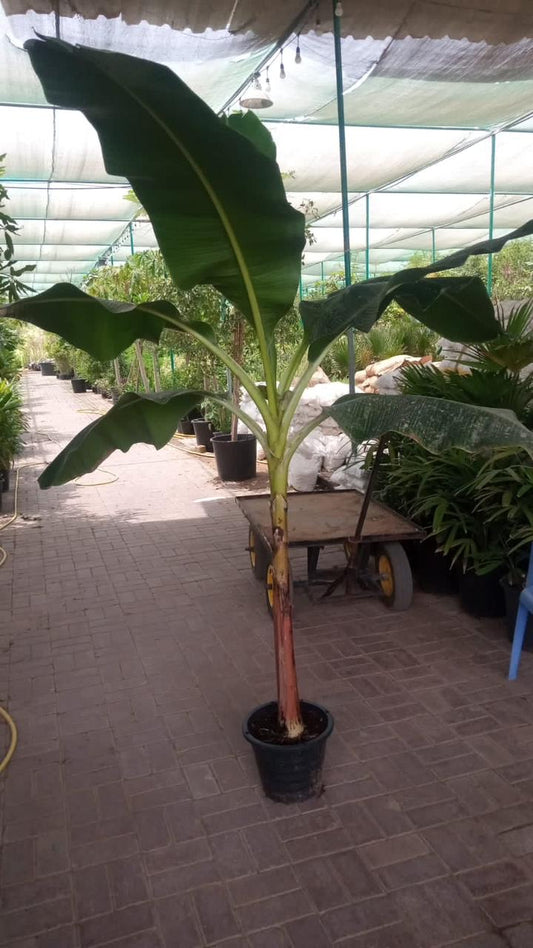Banana Tree in Plastic Pot PROMO