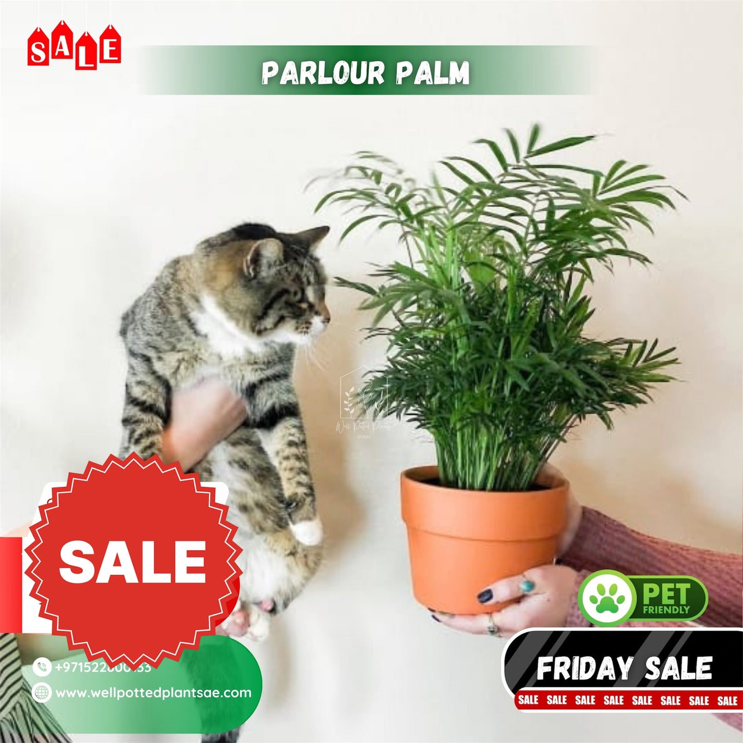 Parlour Palm Pet Friendly
