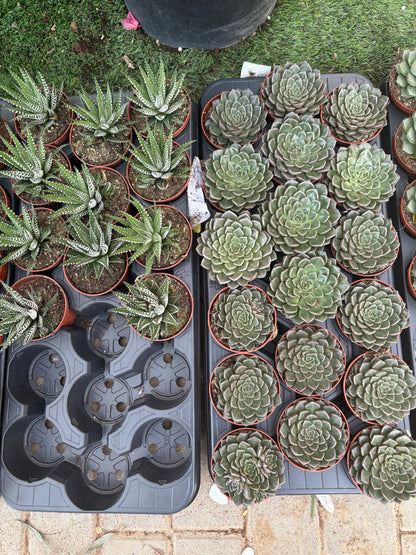 Table Plant Desk Plant Succulent