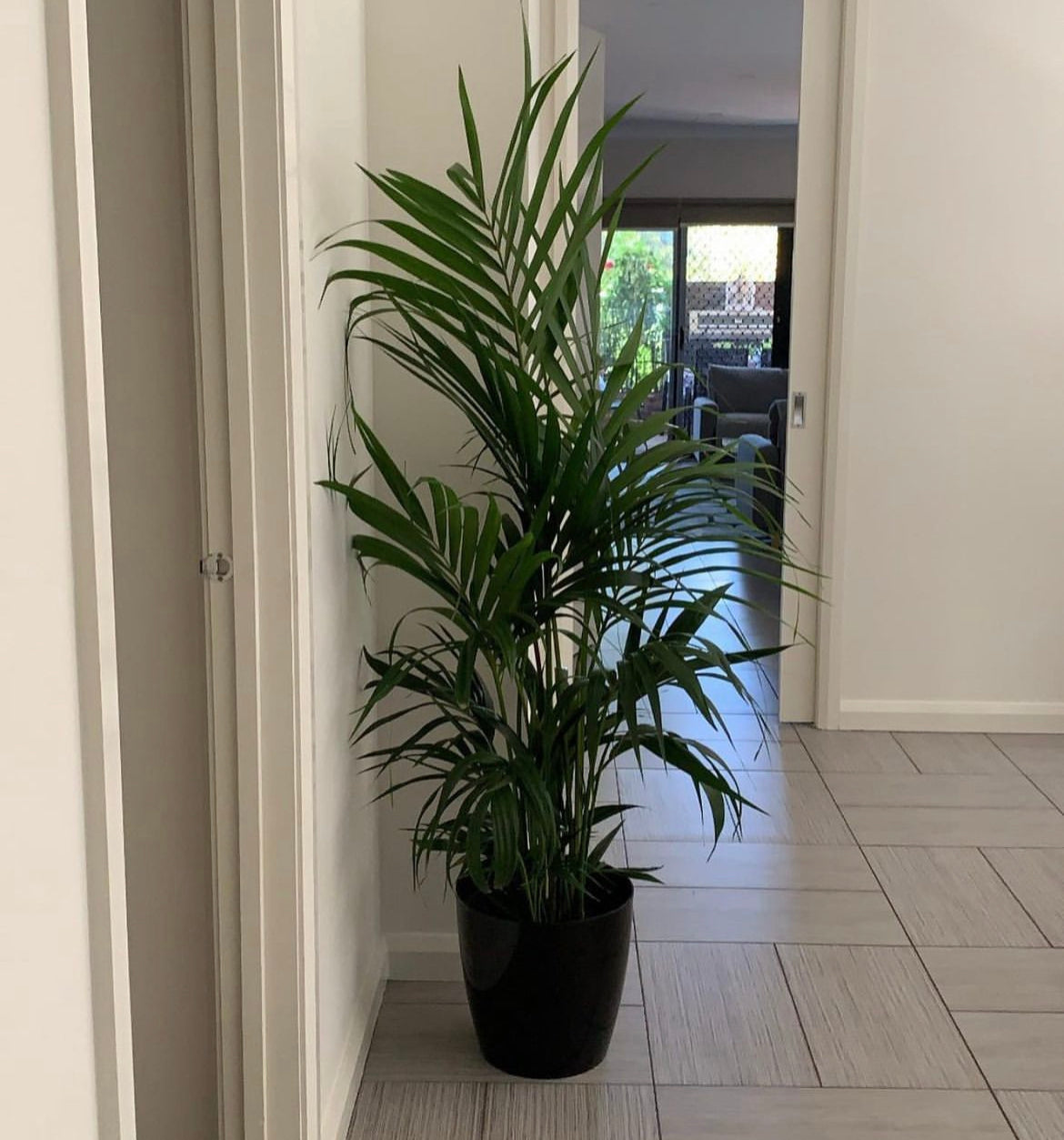 Kentia Palm Big (160cm)