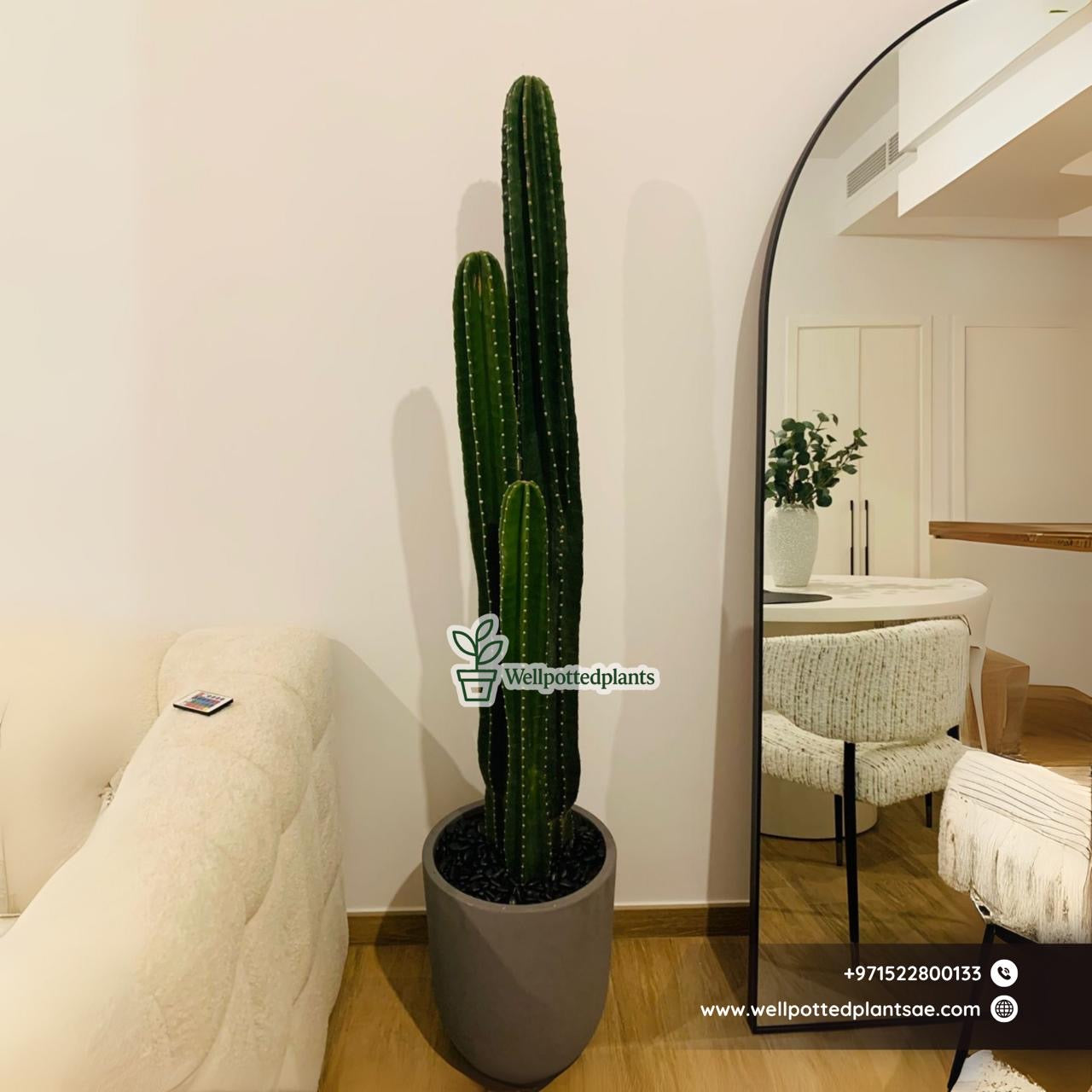 Premium Cactus XL Holland