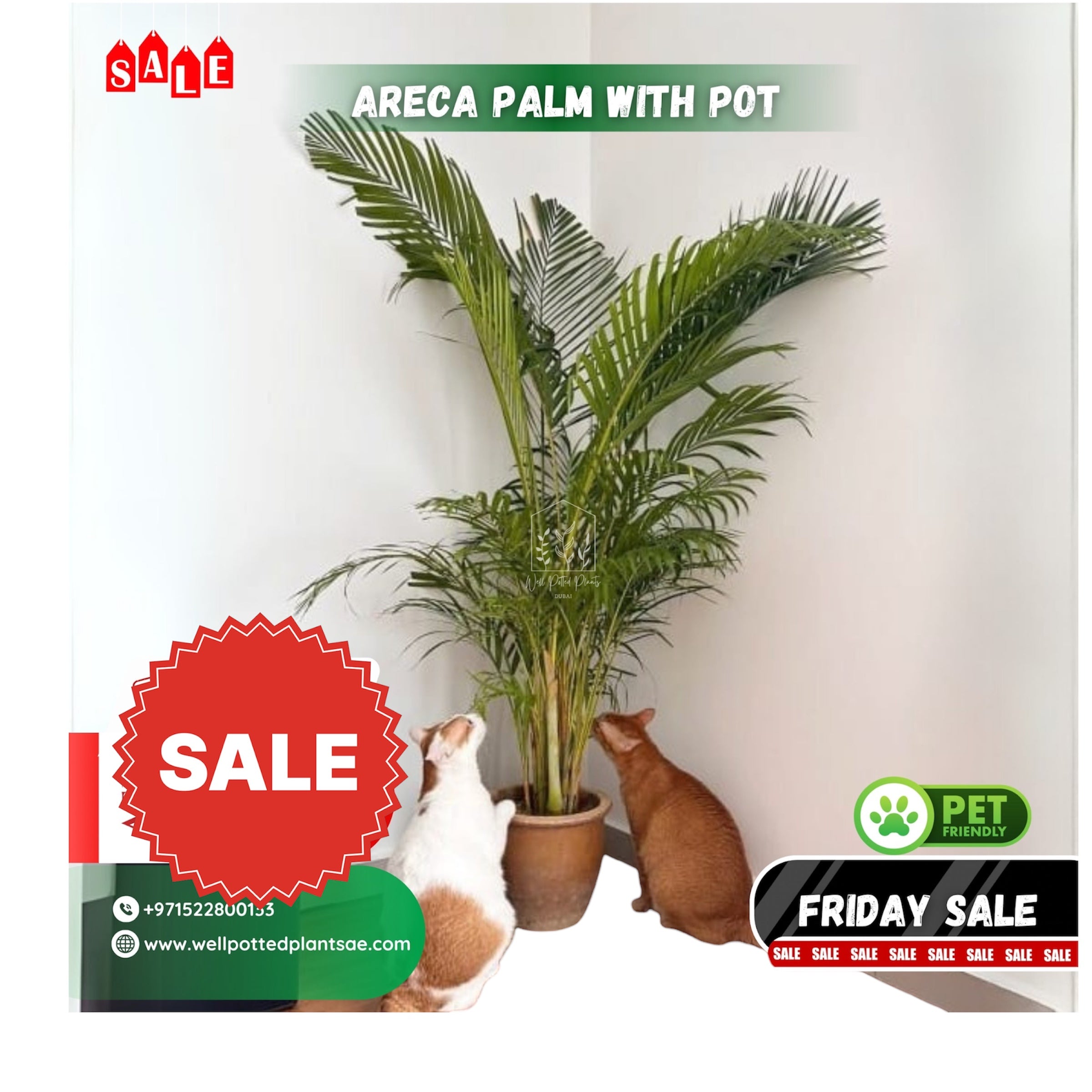 Areca in Clay Pet Friendly