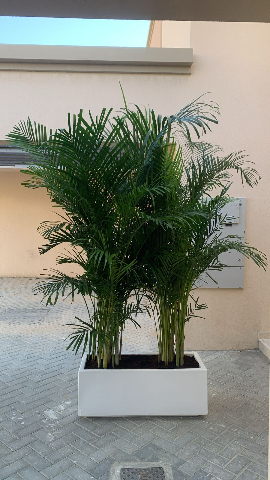 Outdoor Giant Areca Palm in Fiber Pot