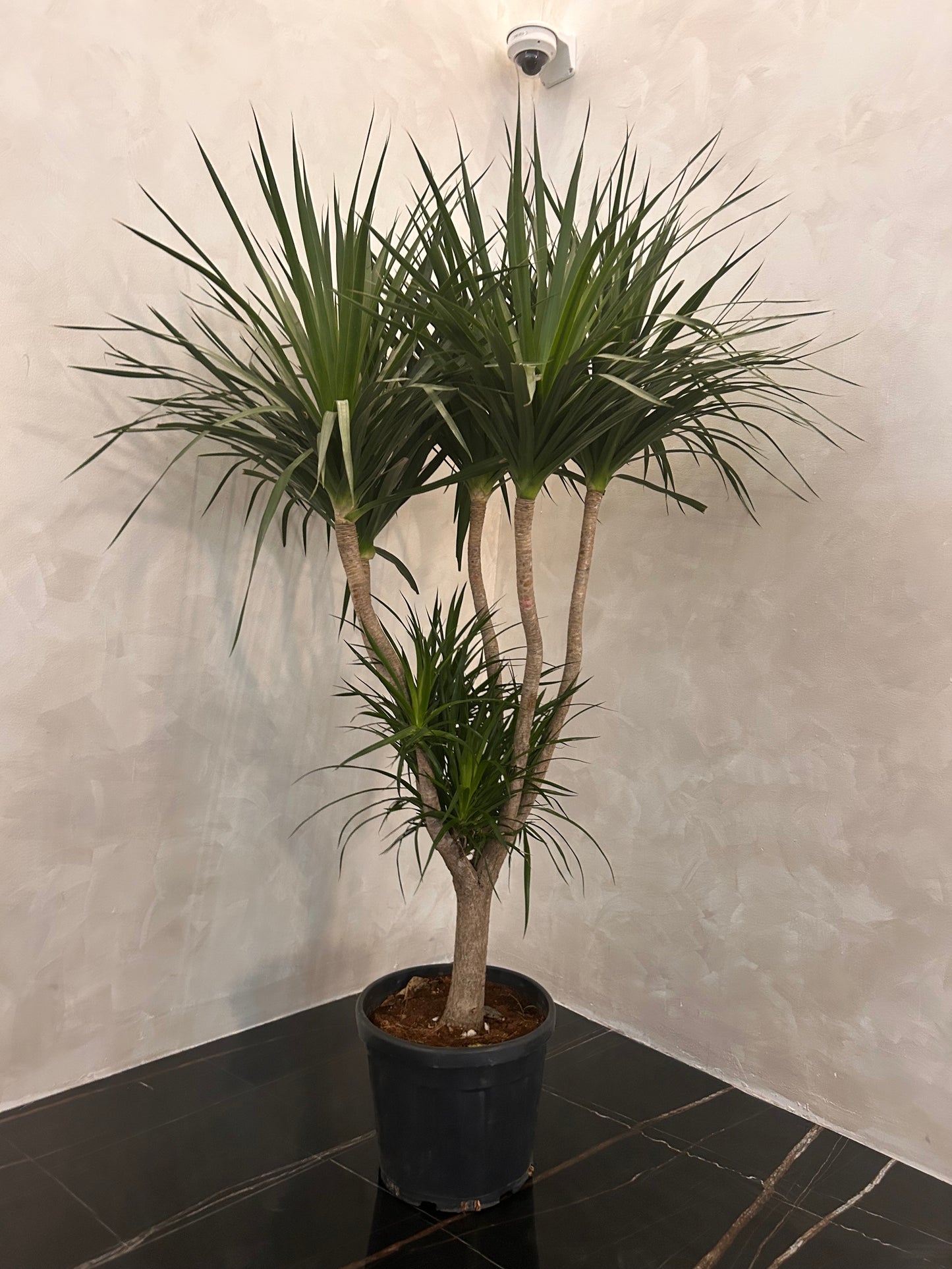 Office Plant Wild Yukka in Fiber Black Pot Premium