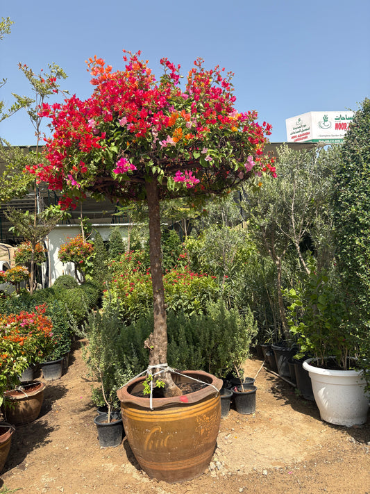 Bougainvillea Giant 2.5m to 3m Statement Plant