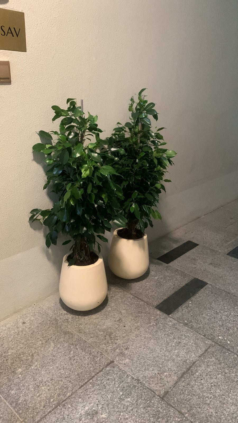 Office Plant Bundle Benjamina in Beige Fiber Pot