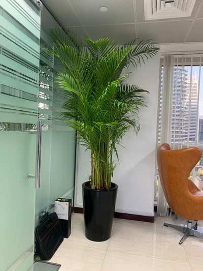Areca Palm Big (8-10feet) Office Plant