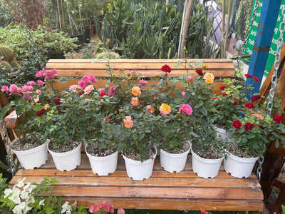 Roses 3pots Bundle Indoor plants UAE