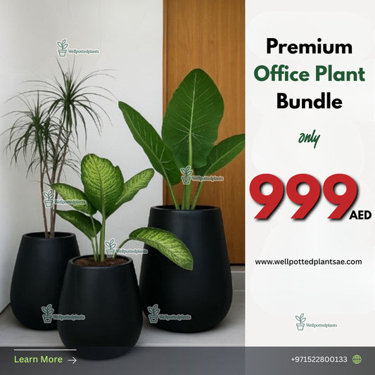 Office Plants Premium Bundle