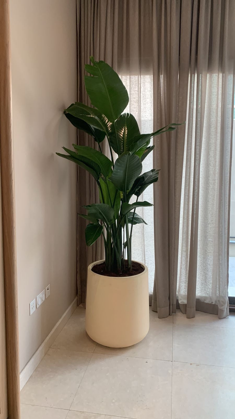 Bird of Paradise XXL