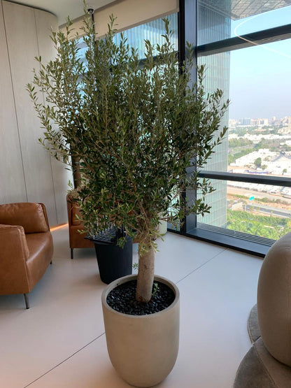 Olive Tree 2m 15-20 yr old Clearance Sale