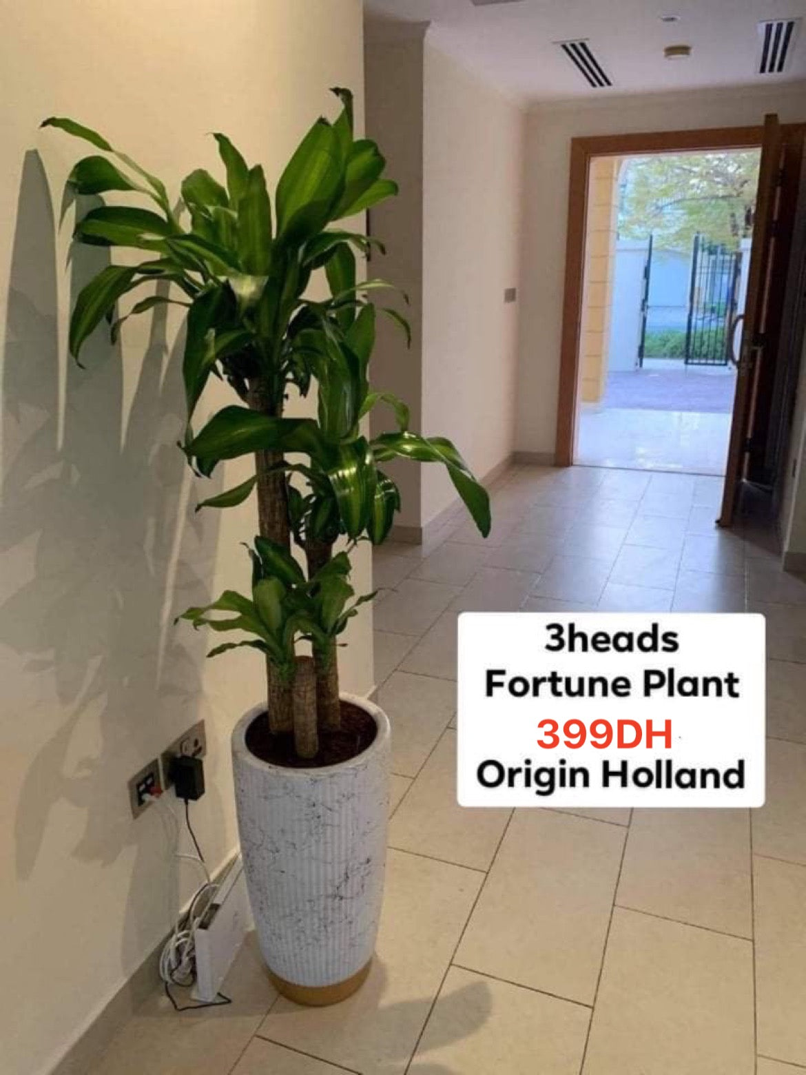 3 heads fortune plant