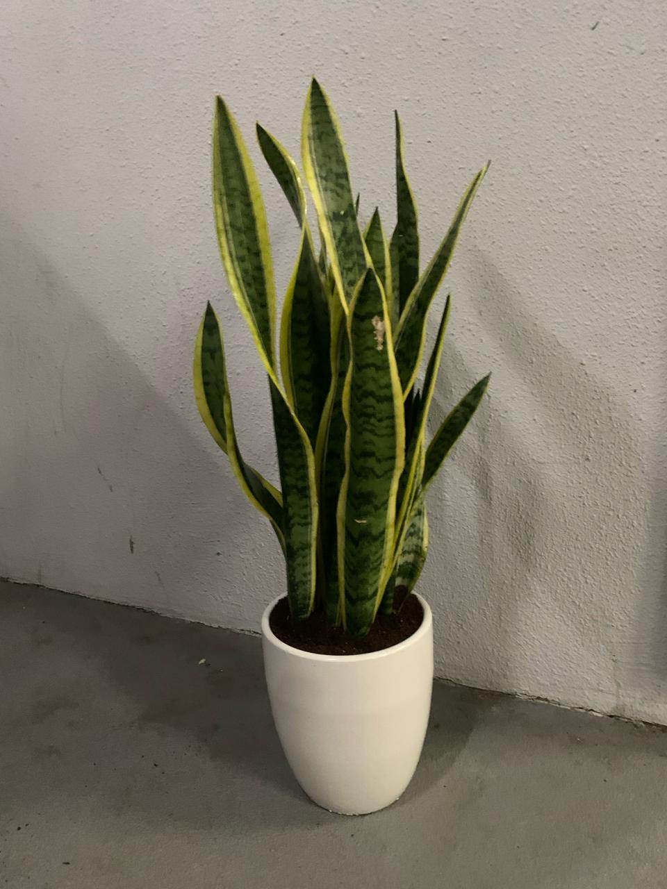 Air Purifying Bedroom Bundle 3 plants