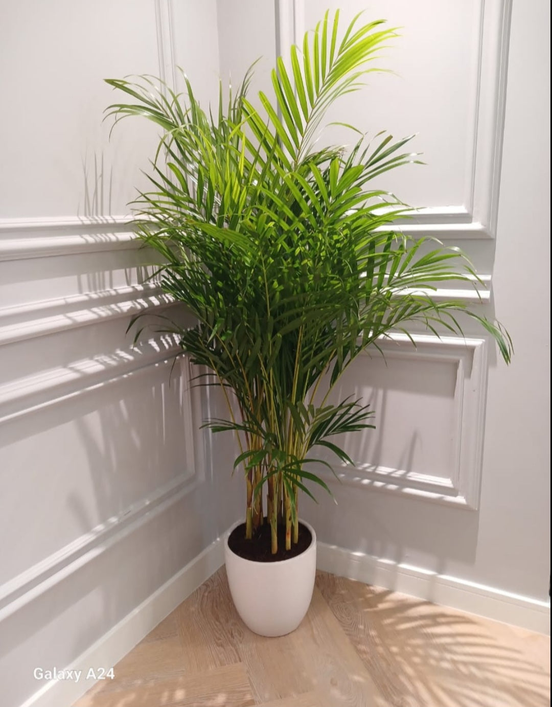 Air Purifying Bedroom Bundle (3plants) PROMO