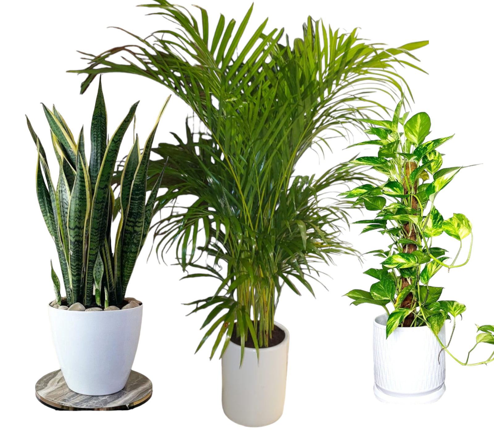 Air Purifying Bedroom Bundle (3plants) PROMO. Three potted houseplants placed side by side. The first is a spider plant with long, slender leaves.