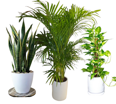 Air Purifying Bedroom Bundle (3plants) PROMO. Three potted houseplants placed side by side. The first is a spider plant with long, slender leaves.