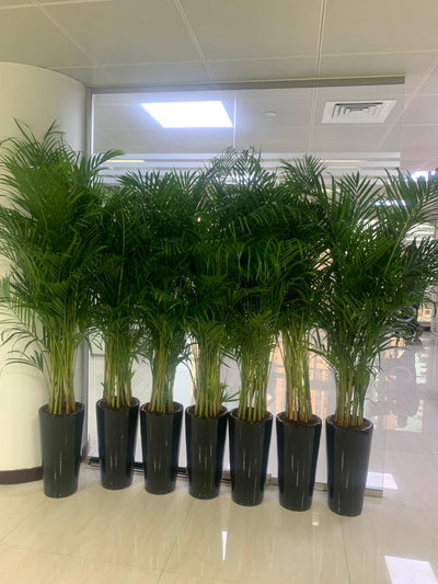 Areca Palm  Bundle (7 Pc) Indoor Office Plants Dubai