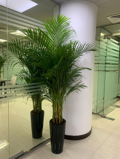 Areca Palm Long in Ceramic Pet Friendly PROMO Plants UAE