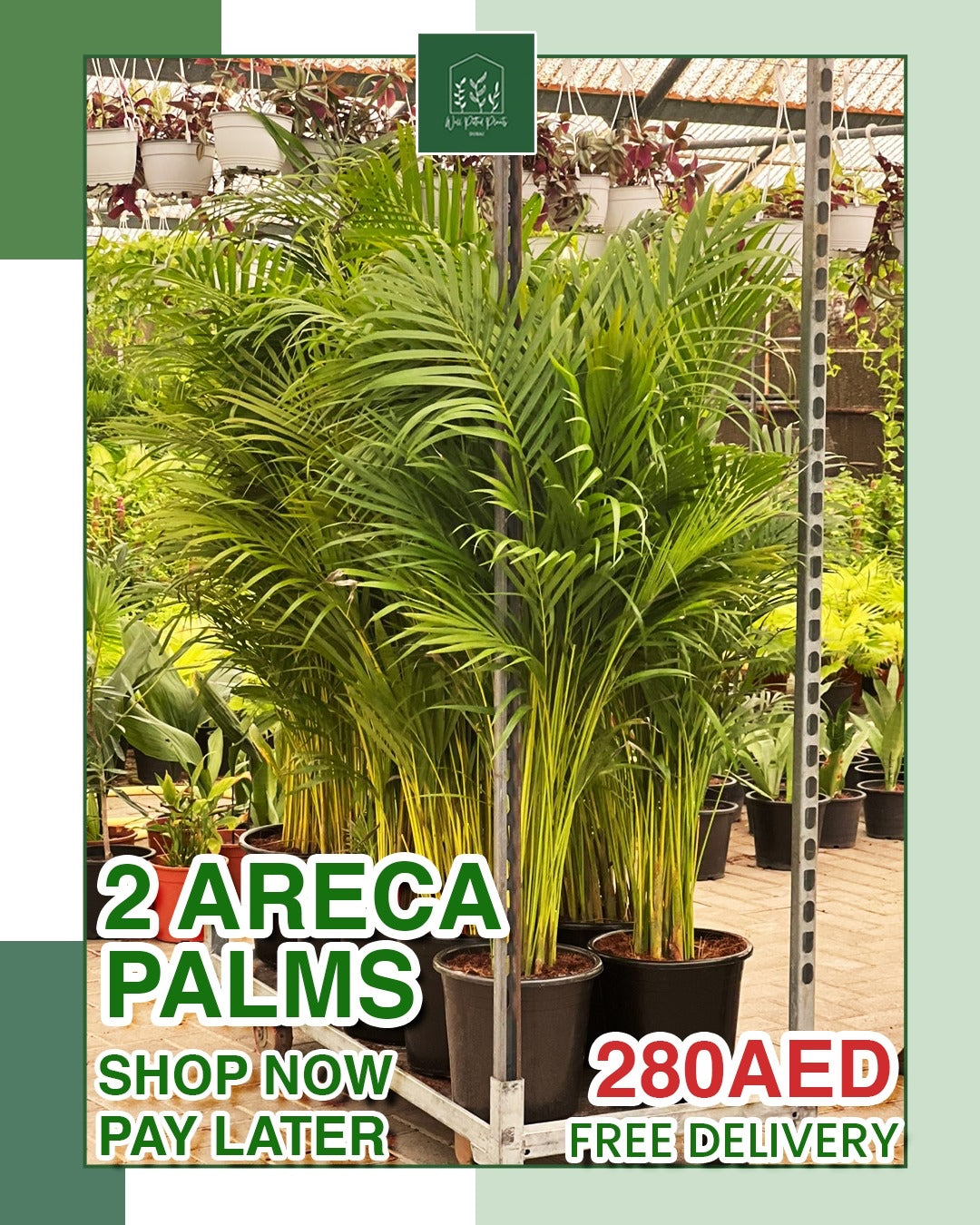 Areca Palm PROMO Plants UAE.