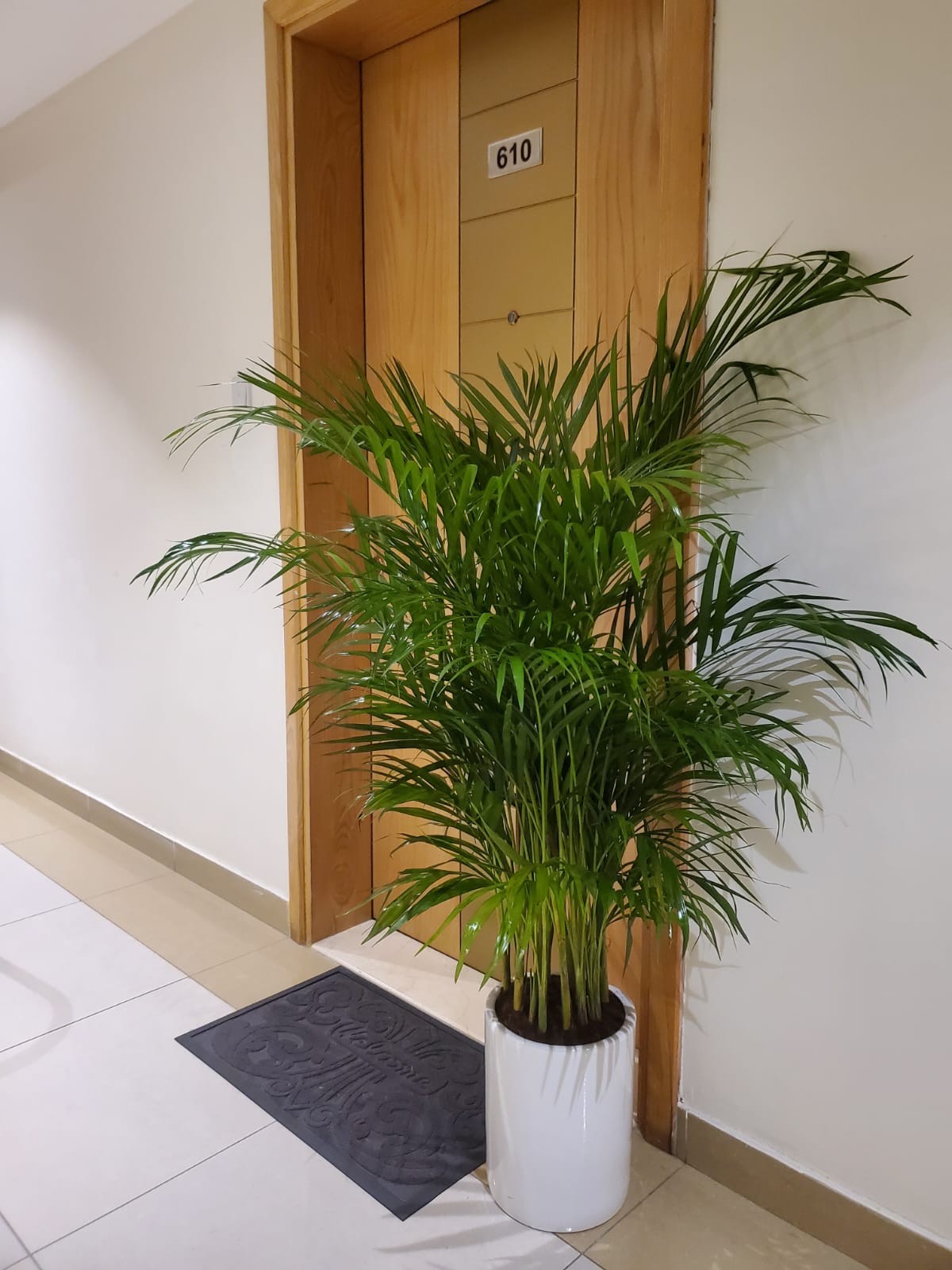 Areca Palm Tree Bushy in Premium Ceramic Pot (199DH Offer), UAE