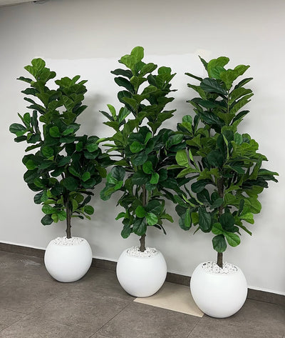 Artificial Big Fig Fiddle Tree in White Fiber Pot (2m) Indoor Plants UAE