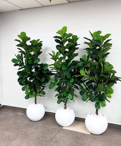 Artificial Fig Fiddle Tree Big in White Fiber Pot 2m Plants UAE.