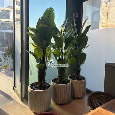 Artificial Giant Bird of Paradise Premium in Rustic Fiber Pot indoor Plants Dubai