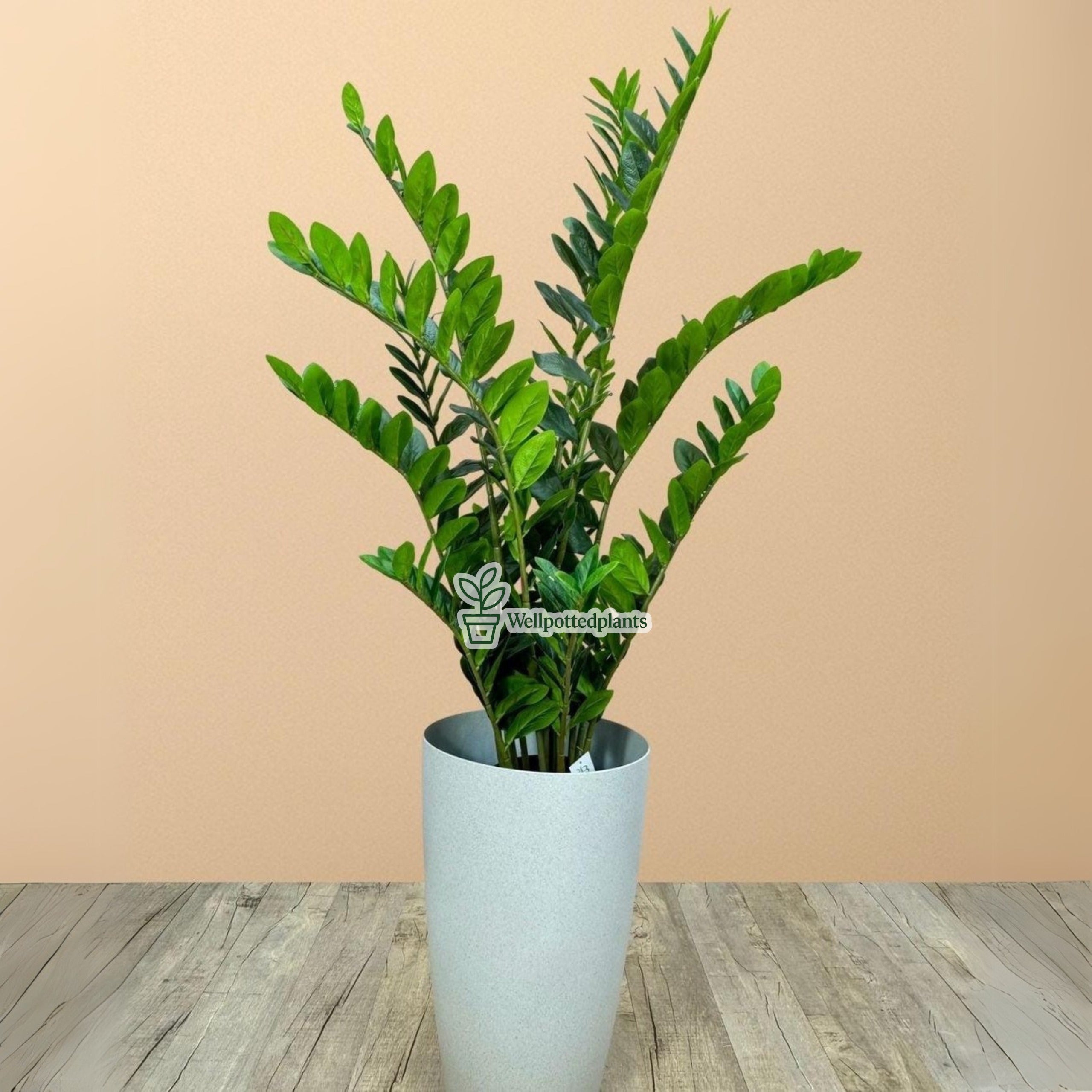 Artificial Zizi Indoor Plants UAE