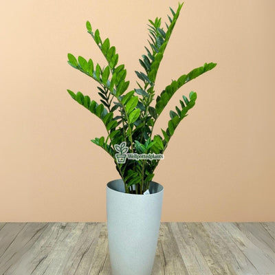 Artificial Zizi Indoor Plants UAE