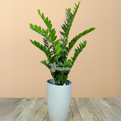 Artificial Zizi Plants UAE.