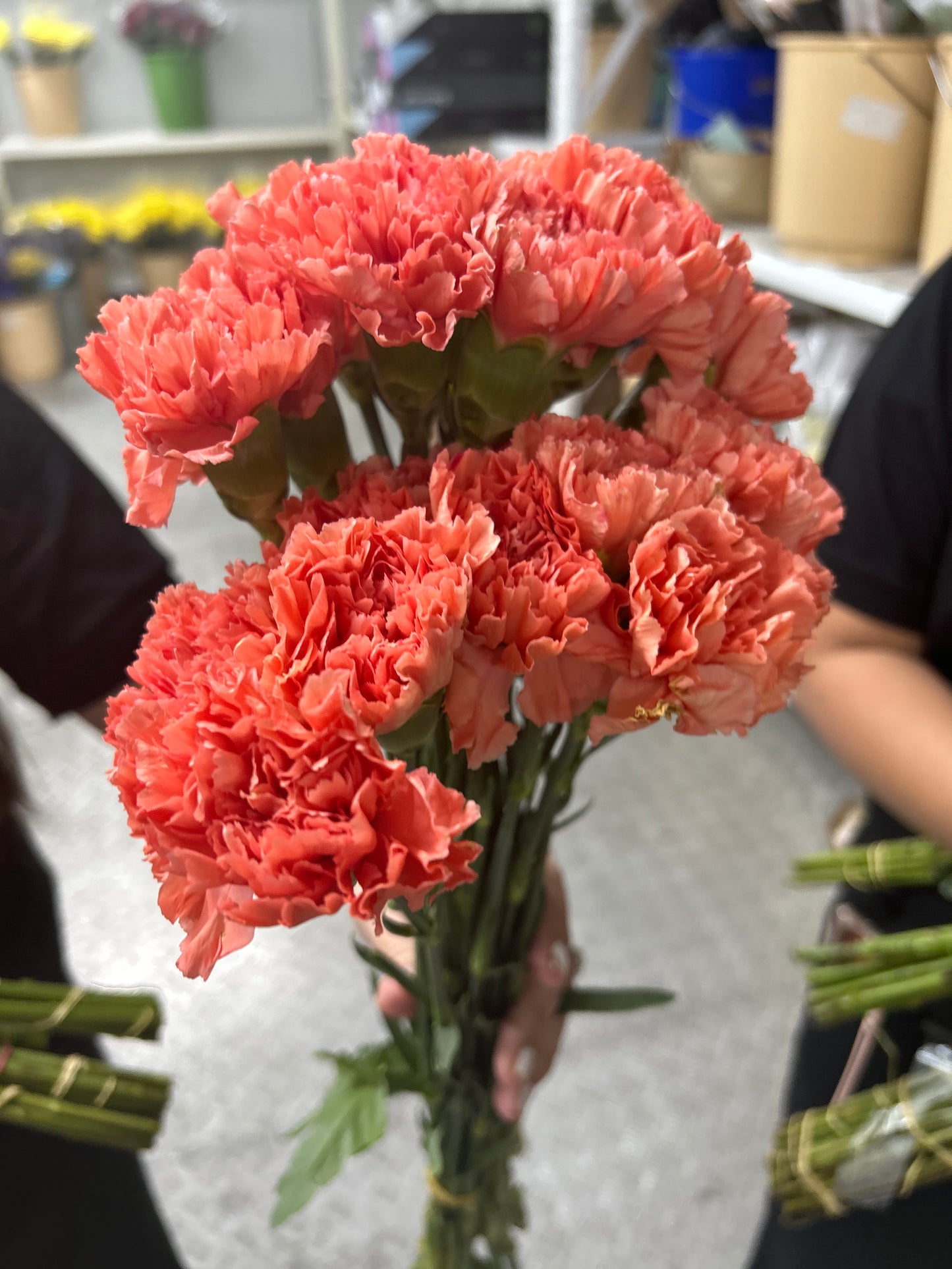 Fresh Flowers Carnation 12pcs Best Seller