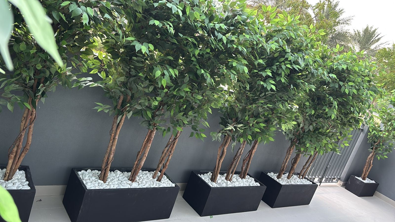 Privacy Plants Artificial in Rectangle Fiber