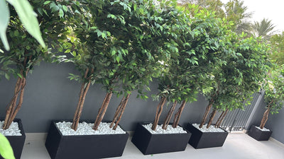 Privacy Plants Artificial in Rectangle Fiber