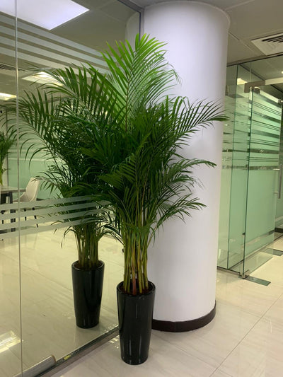 Areca Palm  Bundle (7 Pc) Indoor Office Plants Dubai